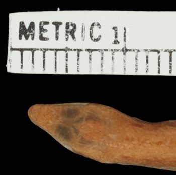 Media type: image;   Herpetology R-156691